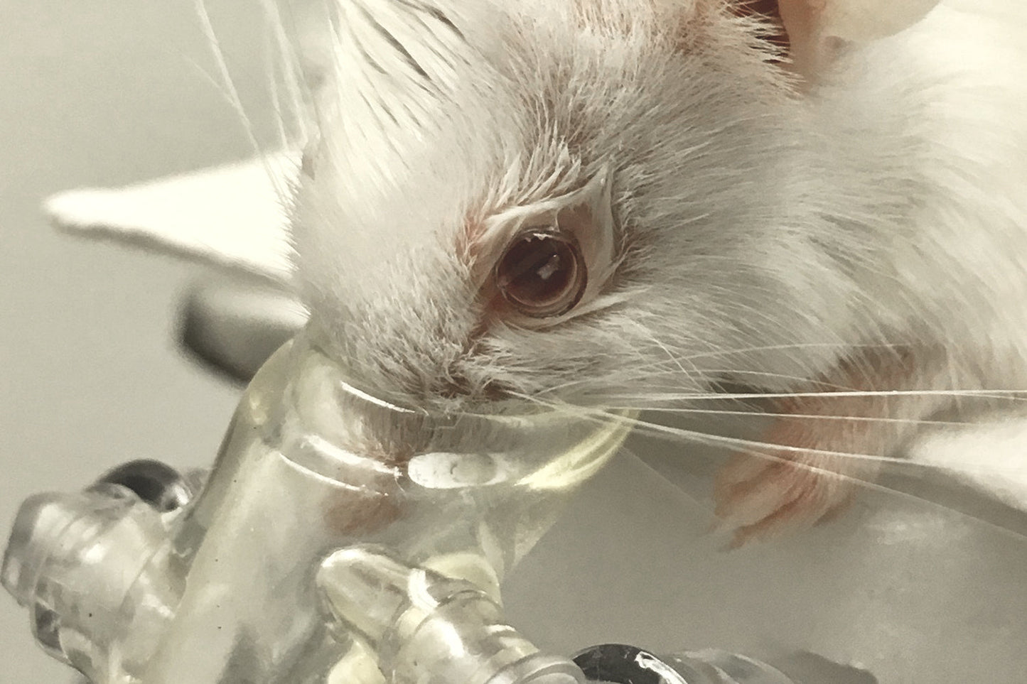 Rodent Intravitreal Lens